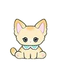 Abyssinian Nini